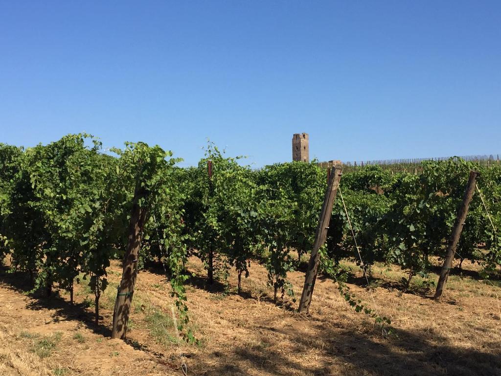 Il Casale Degli Ulivi - Agriturismo - Tenimenti Leone Lanuvio Екстер'єр фото